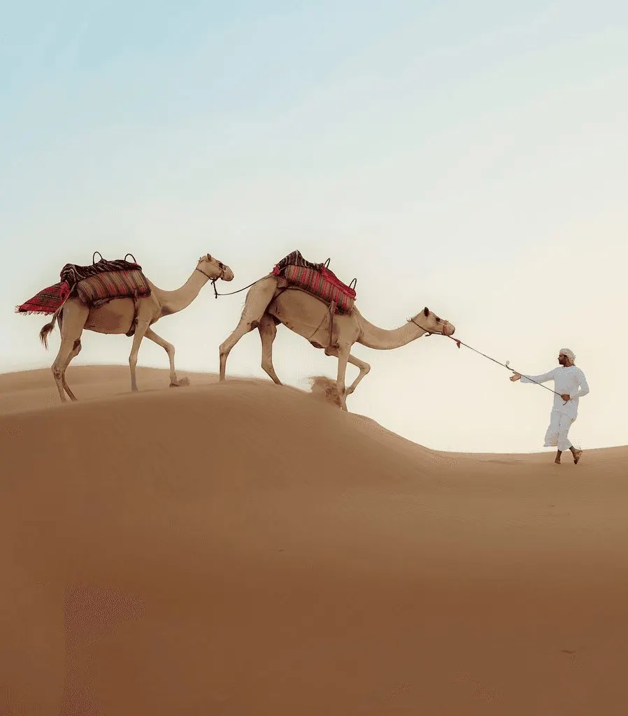 Camels crossing the dunes in the Liwa Empty Quarter