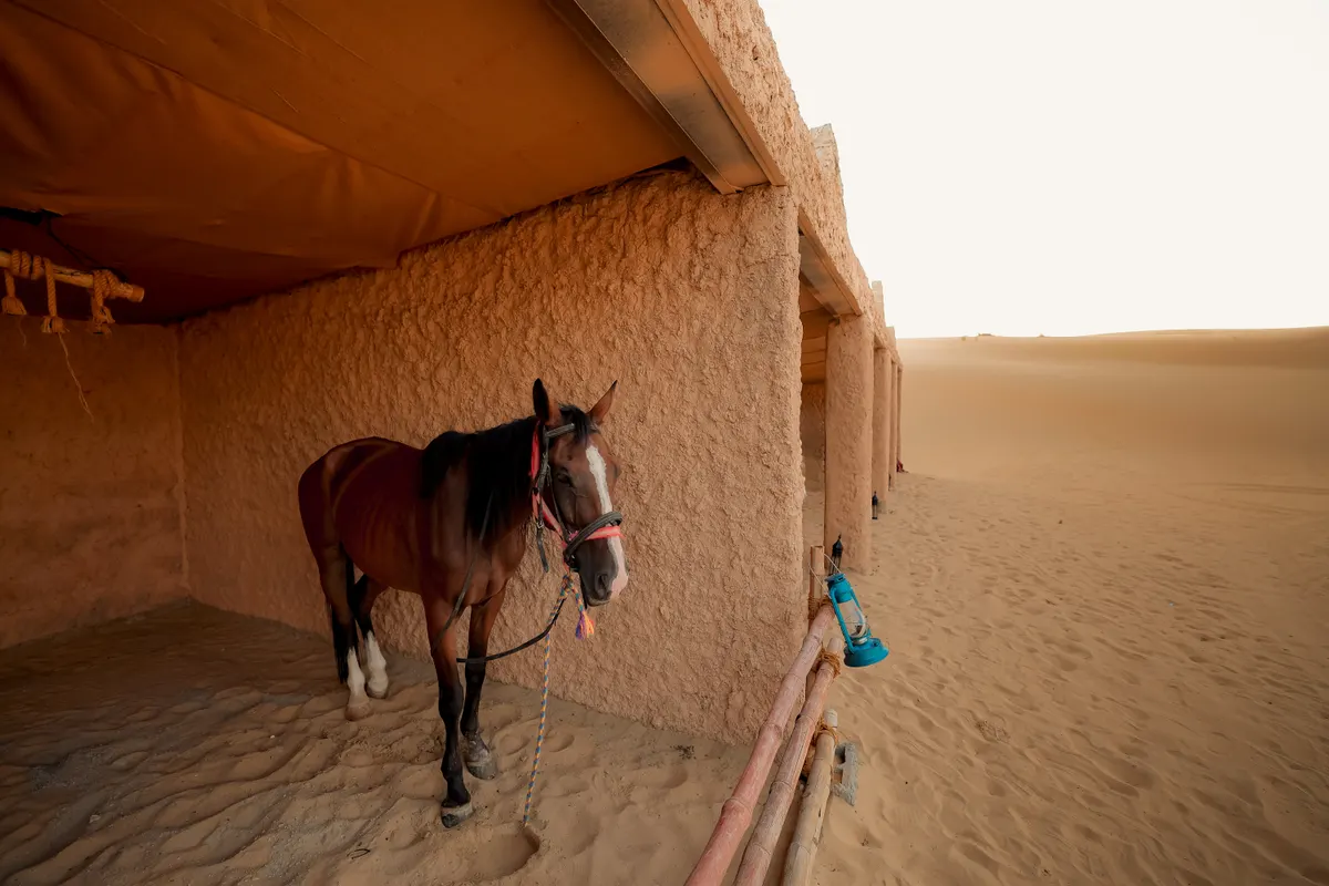 Desert Safari Timings: When to Go, and Why It Matters Desert Safari Timings: When to Go, and Why It Matters