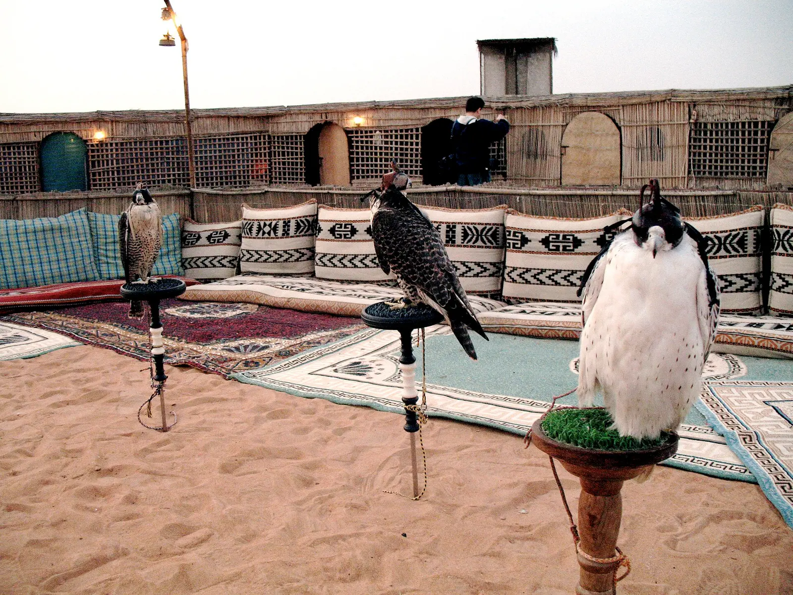 Falcons resting on perches on a majlis carpet in the UAE
